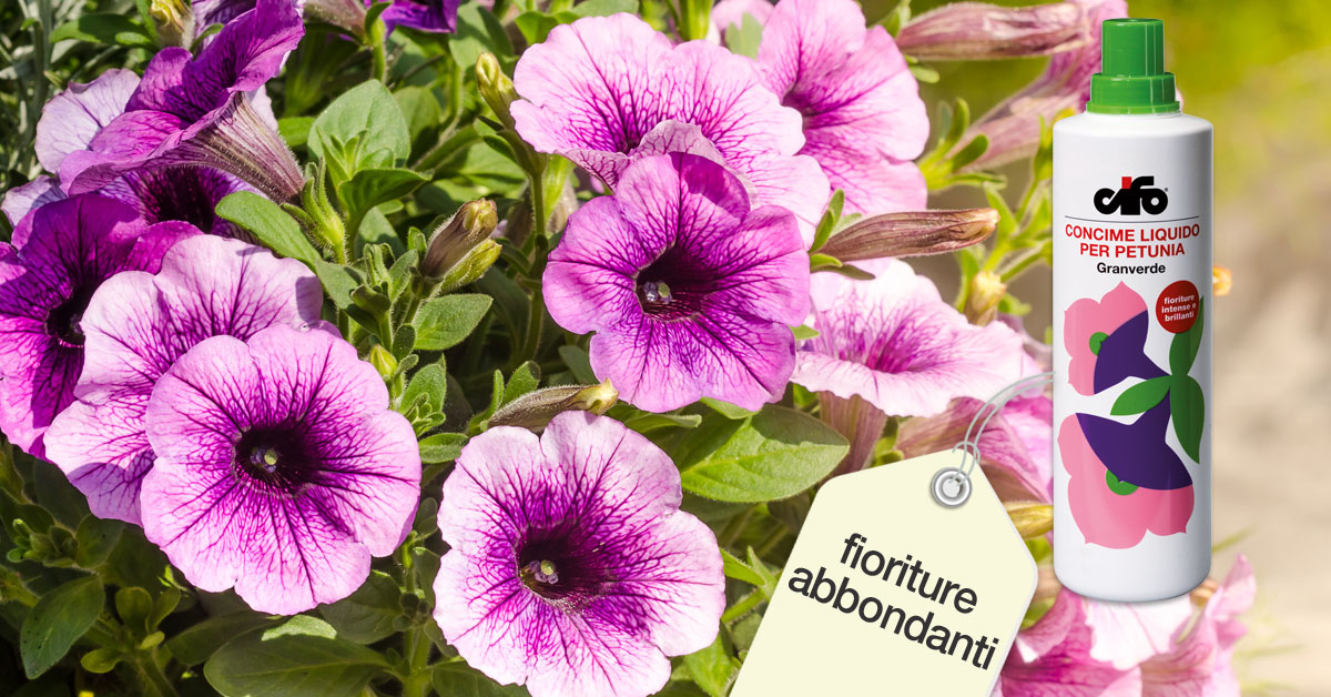 Concime CIFO Per Petunie E Surfinie 1000ml - Con Ferro E Microelementi - Foto 6