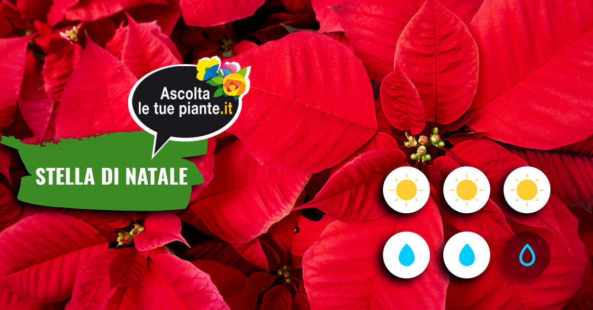 Concime Per Stella Di Natale.Stella Di Natale Cifo