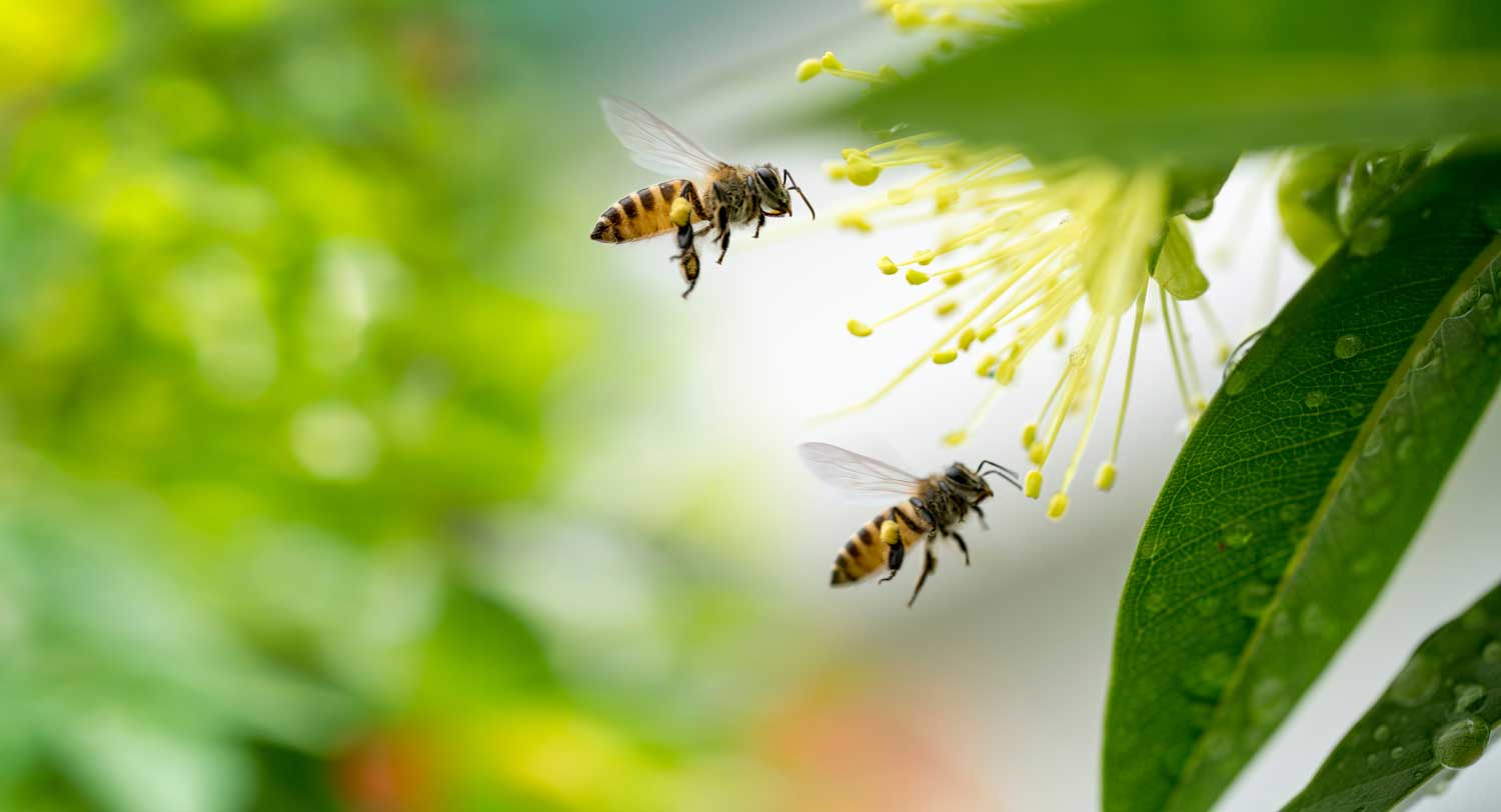 La propoli cos'è e perché è così importante per le piante?