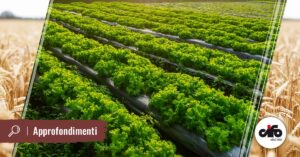 T34-Biocontrol-anche-per-ortaggi-da-foglia-in-pieno-campo