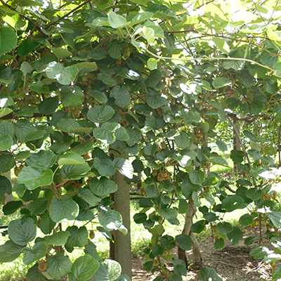 ingrossamento frutti CIFO blog