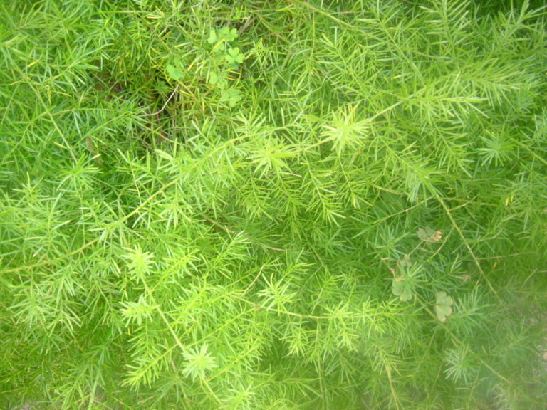 Asparagina Malattie, Parassiti, Carenze Cifo