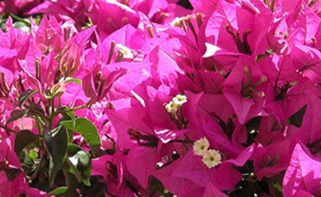 Bouganvillea