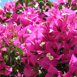 bouganvillea