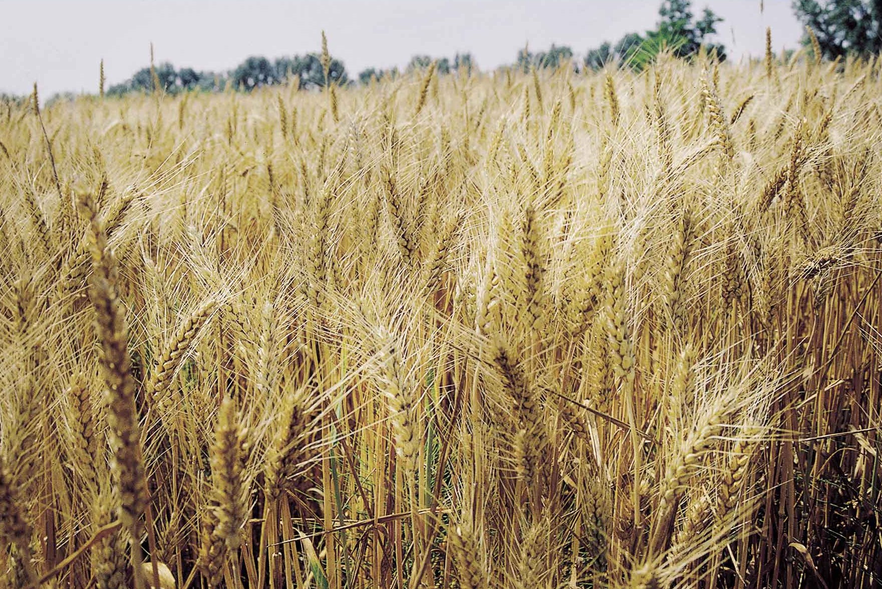 CAMPO-DI-GRANO