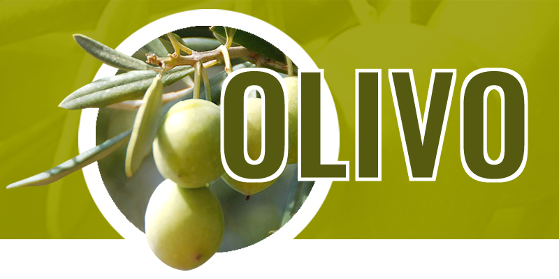 nutrizione bilanciata dell'olivo