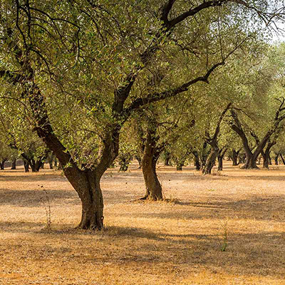 sostenere-rese-qualita-olivo