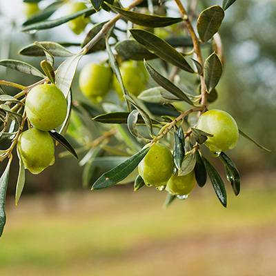 sostenere-rese-qualita-olivo