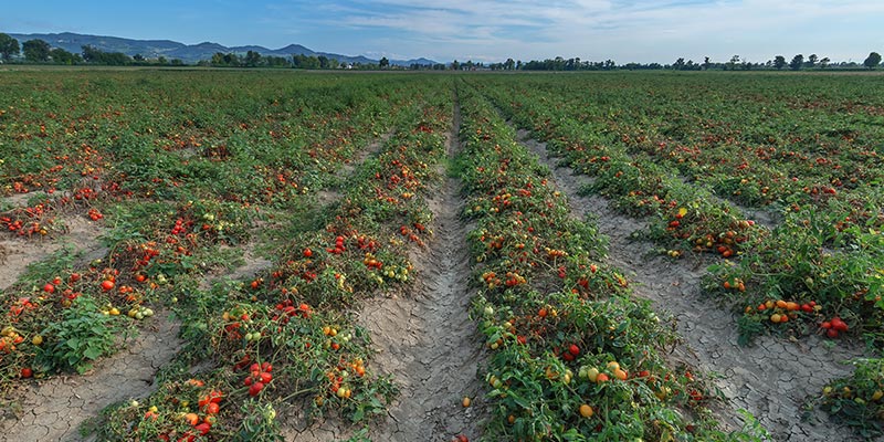 Pomodoro da industria: alte rese e qualità al top