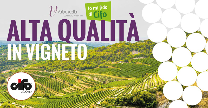 cifo-e-valpolicella-alta-qualita-in-vigneto