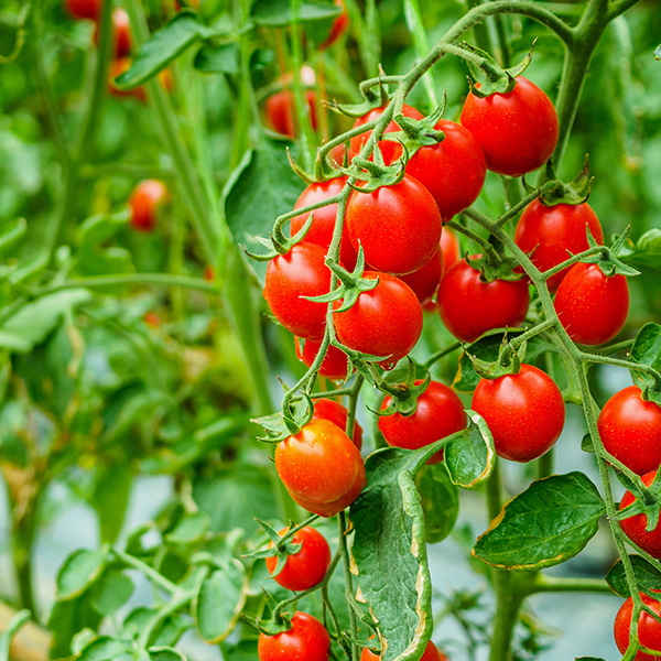 Pomodori, il colore della salute