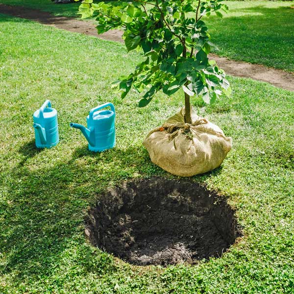 Scegliere e piantare gli alberi da frutto