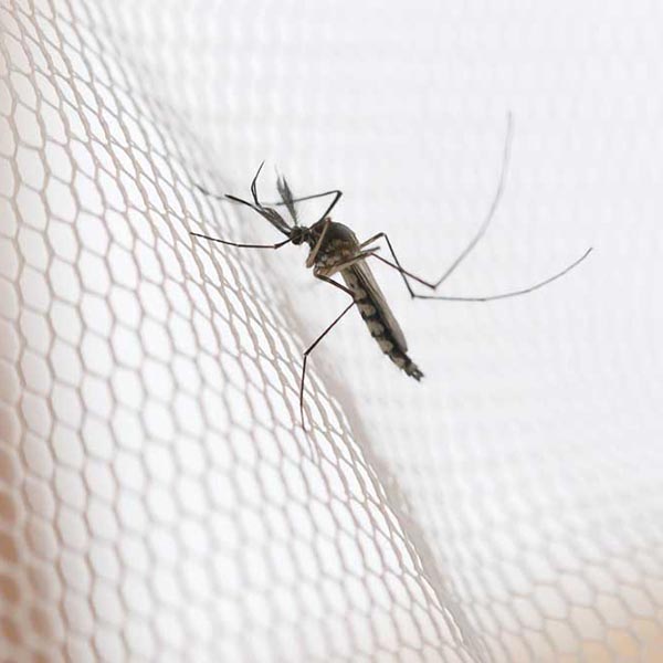 Le buone soluzioni anti-zanzara