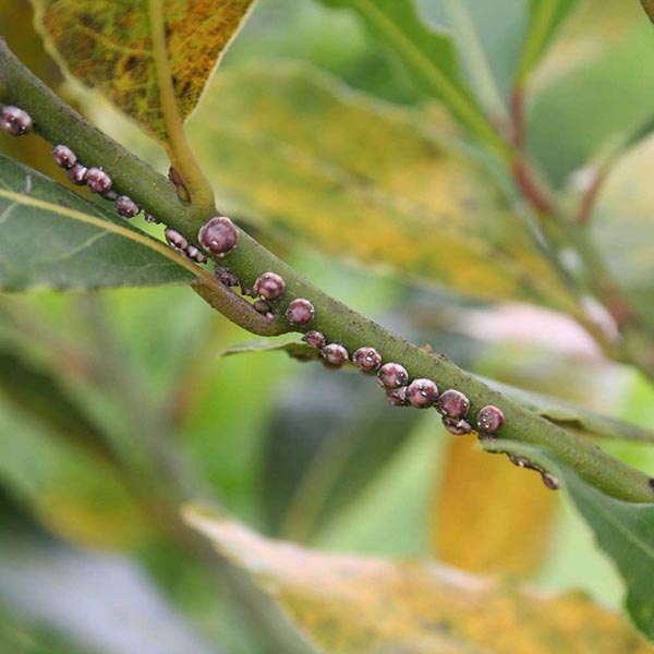 Come dire STOP alle cocciniglie