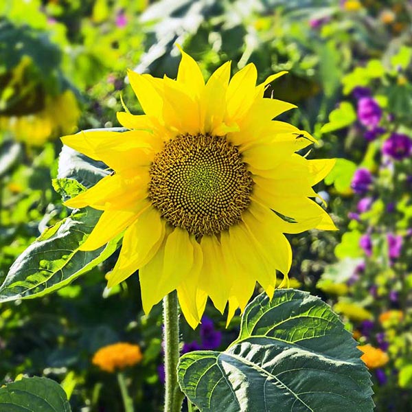 I Fiori Di Fine Estate In Vaso E In Giardino Cifo