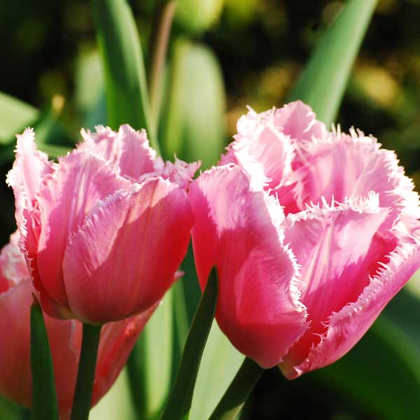 La primavera? Si prepara ora con i bulbi da piantare adesso