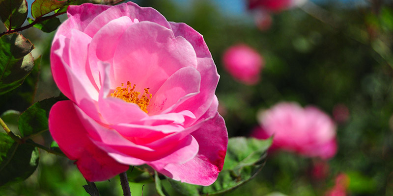 Come far rifiorire le rose