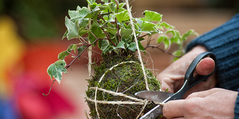 Come prendersi cura di un kokedama