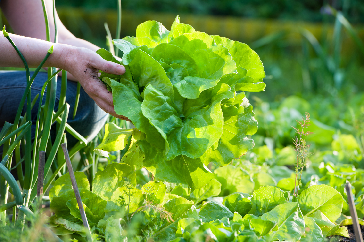 Giardinaggio ecosostenibile