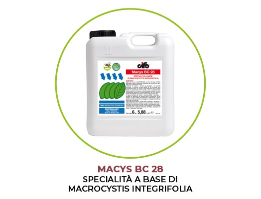 macys-bc-28