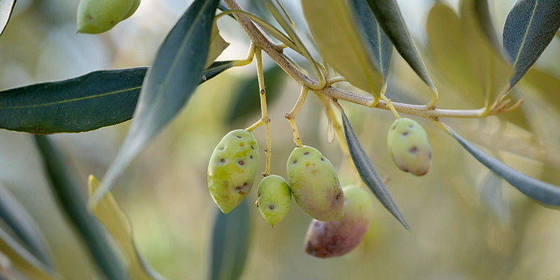 Mosca-dell'olivo-Soluzioni-naturali-a-basso-impatto-ambientale