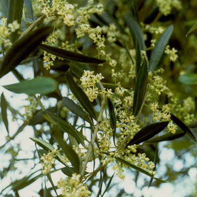 Olivo fioritura e allegagione