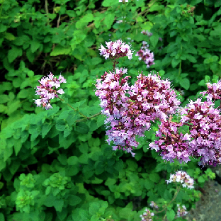 verde MACOSA 23 cm Sfera decorativa di fiori di lavanda viola
