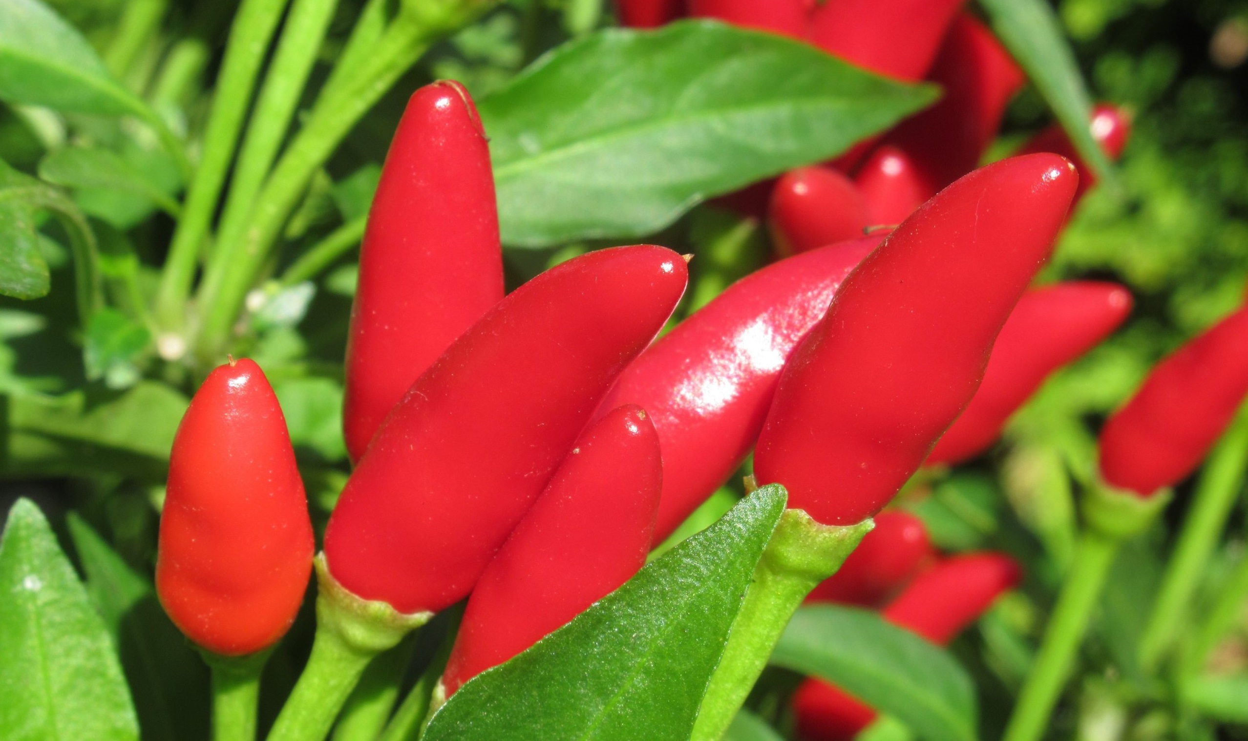 peperoncino