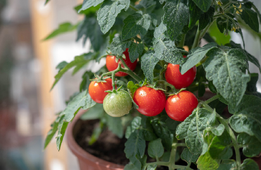 Pomodori in vaso