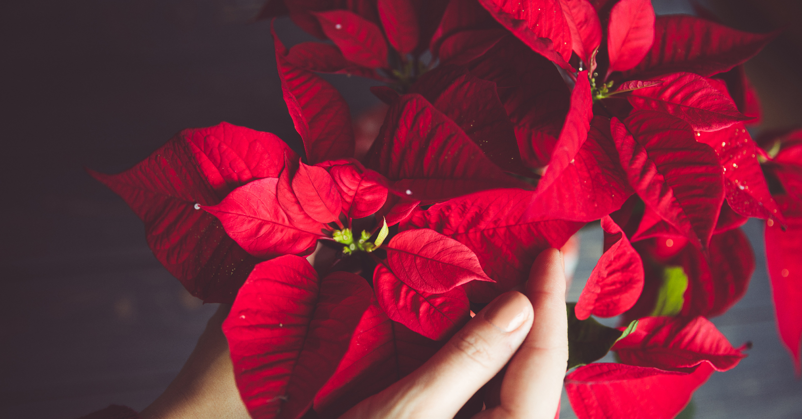 Stella di Natale feste