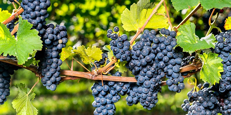 table-grapes