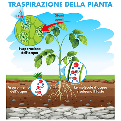 Water management, evapotraspirazione sotto controllo grazie a Cifo