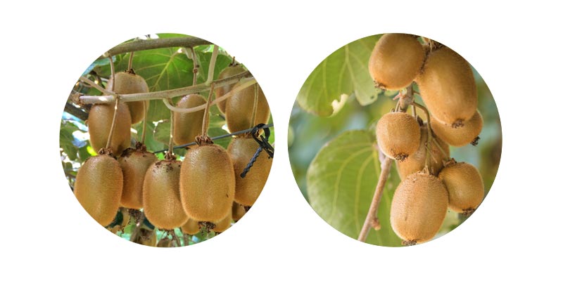 actinidia-gli-aspetti-nutrizionali