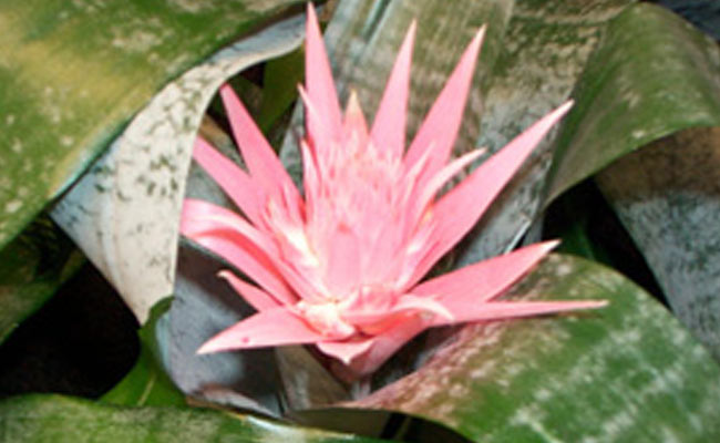 Aechmea