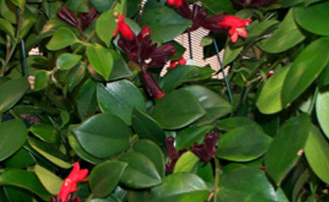 Aeschynanthus