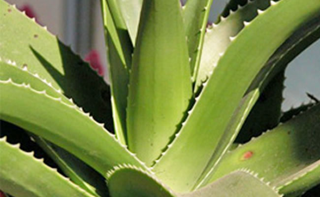 Agave