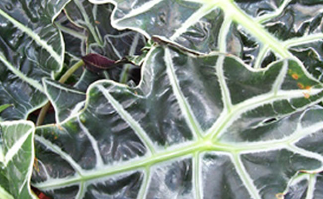 Alocasia