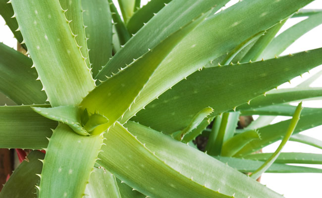 Aloe