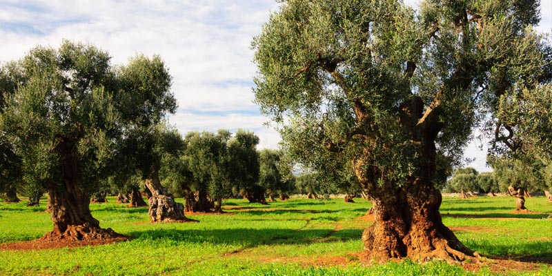 olivo-nutrizione-bilanciata