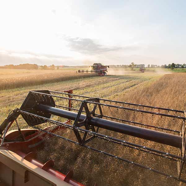 Frumento e Mais, basi dell'agroalimentare italiano