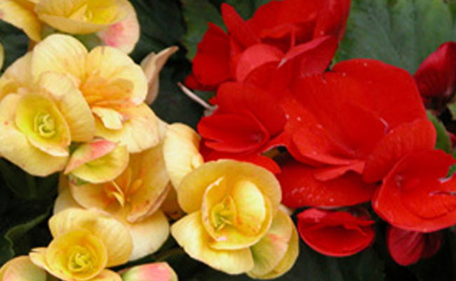 Begonia