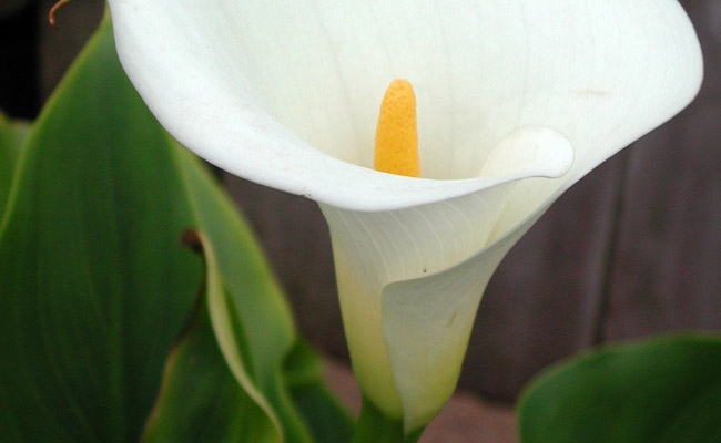 Calla