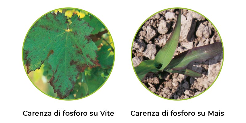 il-fosforo-in-agricoltura