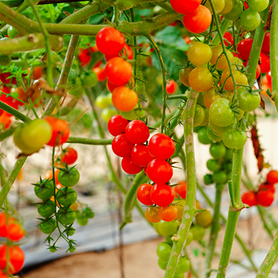 cifo-incrementare-pezzatura-pomodoro