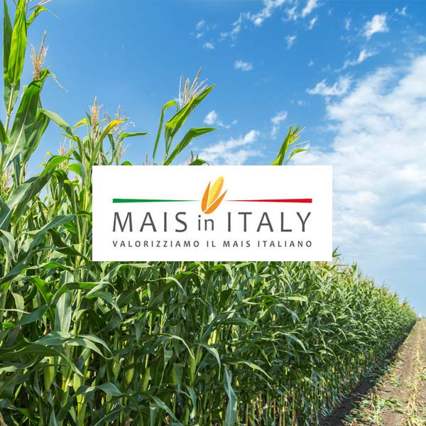 Cifo a Mais in Italy 2019