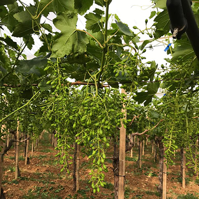 cifo ingrossamento acini uva da tavola
