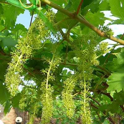 cifo ingrossamento acini uva da tavola