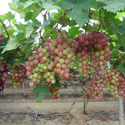 cifo ingrossamento acini uva da tavola