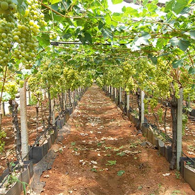 cifo ingrossamento acini uva da tavola
