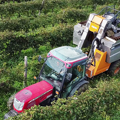 concimazione-post-vendemmia